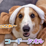 コーギータオル