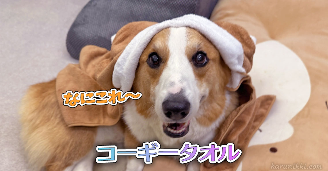 コーギータオル
