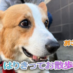 はりきってお散歩