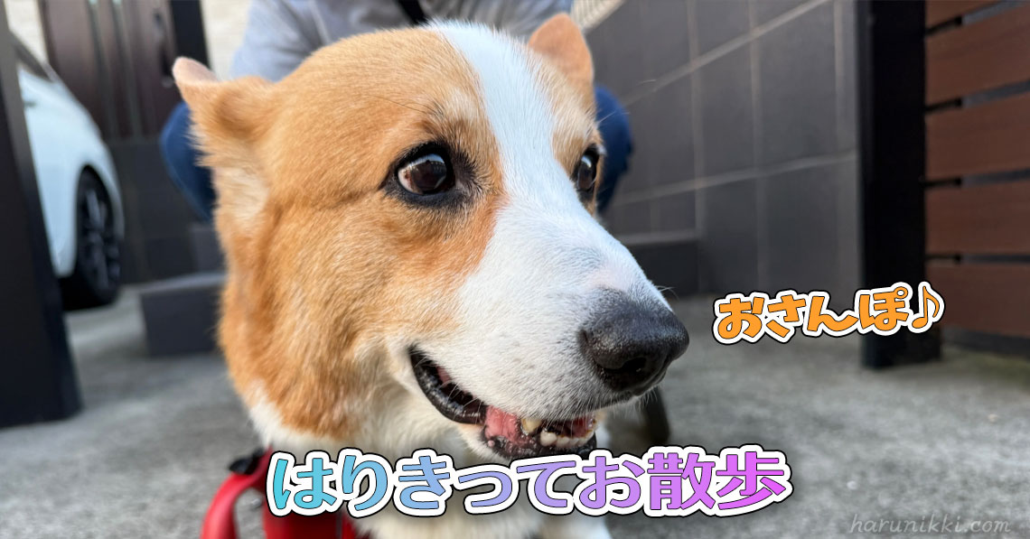 はりきってお散歩