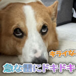 急な雷にドキドキ