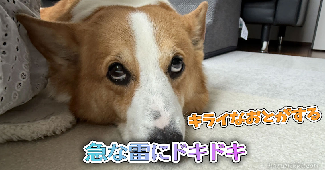 急な雷にドキドキ