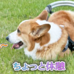ちょっと休憩