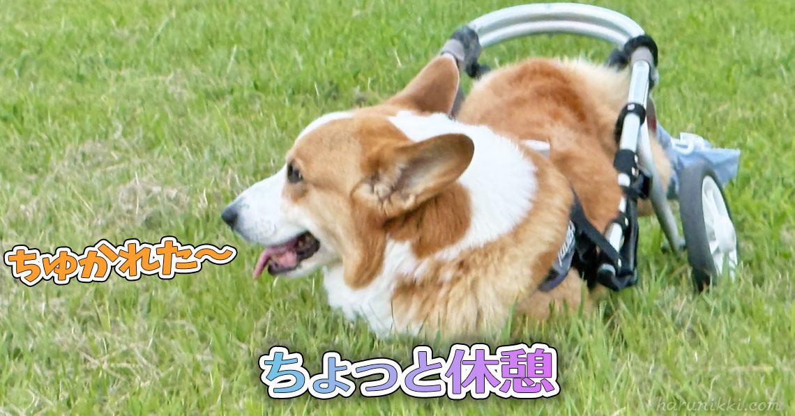ちょっと休憩