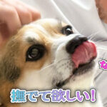 撫でて欲しい！