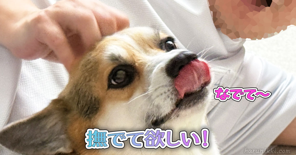 撫でて欲しい！