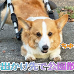 お出かけ先で公園散歩