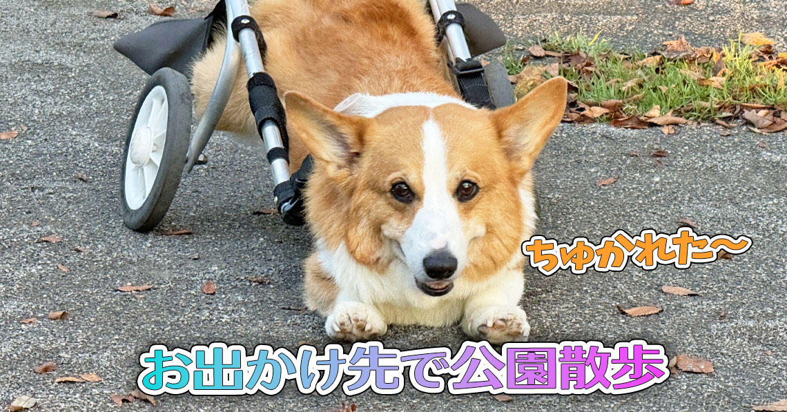 お出かけ先で公園散歩