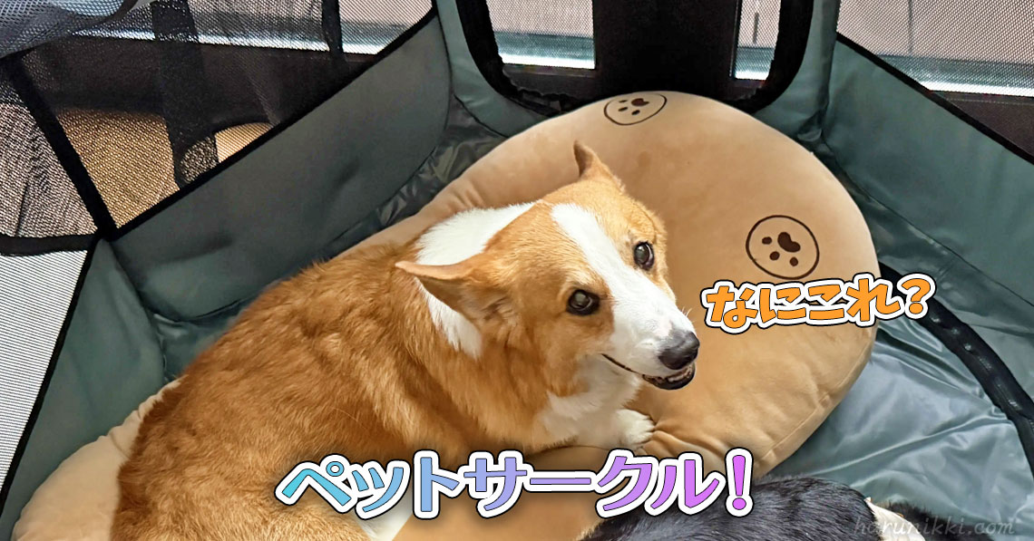 ペットサークル！