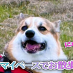 マイペースでお散歩
