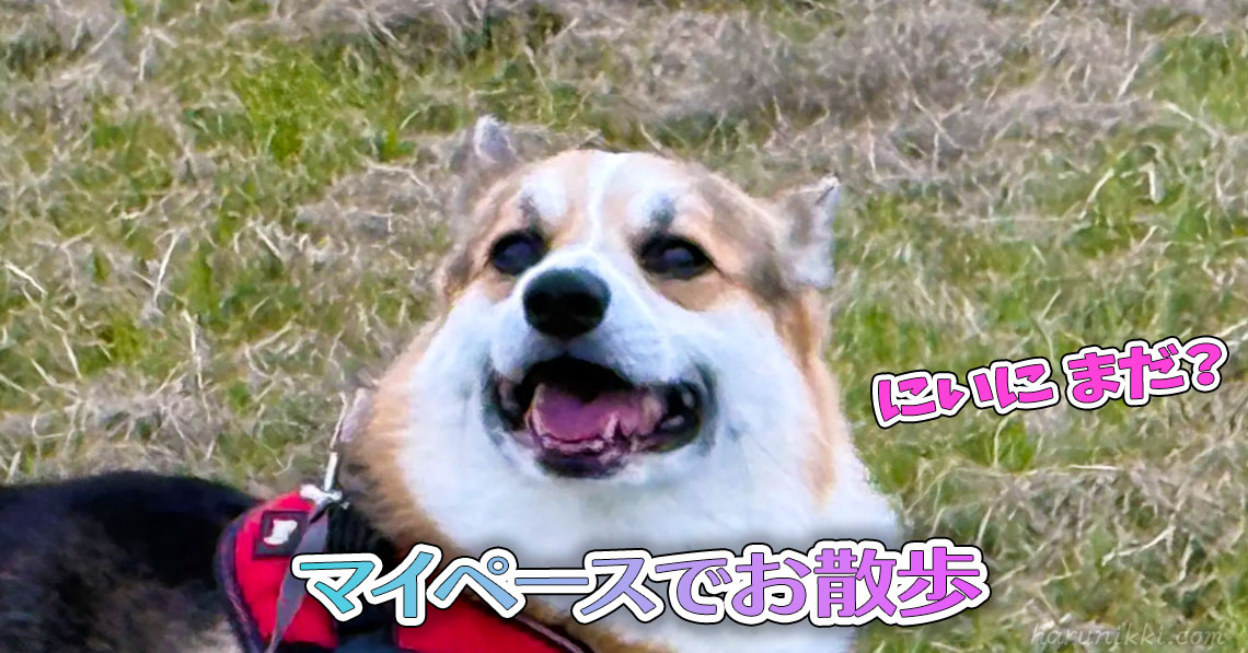マイペースでお散歩
