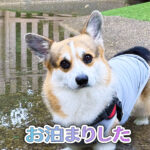 お泊まりした