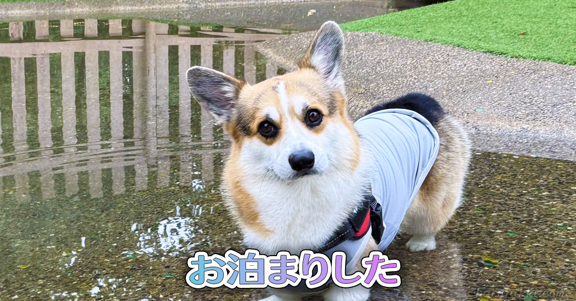 お泊まりした