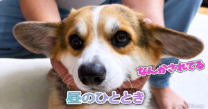 昼のひととき