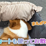 カートも使ってお散歩