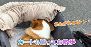 カートも使ってお散歩
