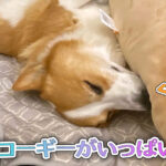コーギーがいっぱい