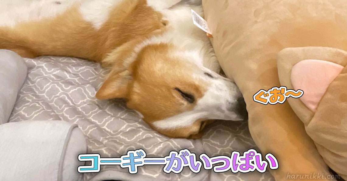 コーギーがいっぱい