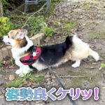 姿勢良くケリッ！