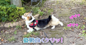 姿勢良くケリッ！
