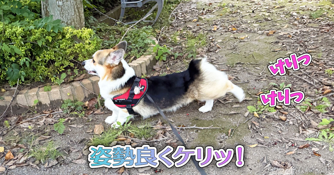姿勢良くケリッ！