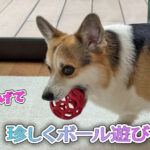 珍しくボール遊び