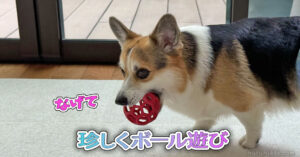 珍しくボール遊び