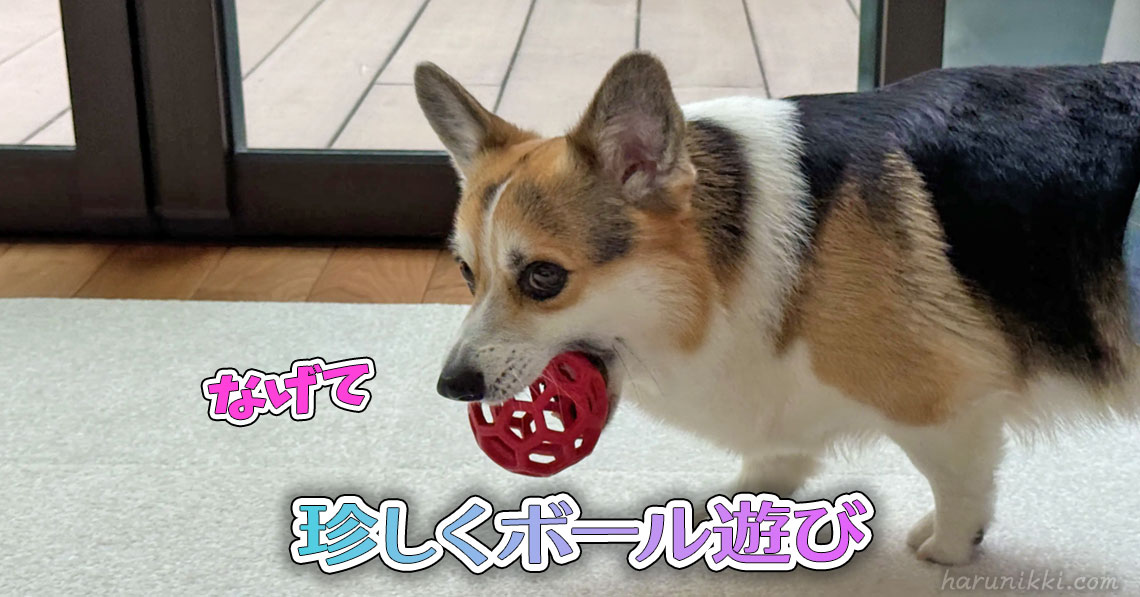 珍しくボール遊び