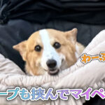 ワープも挟んでマイペース