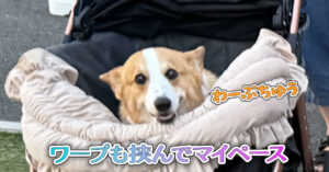 ワープも挟んでマイペース