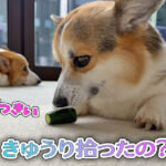 きゅうり拾ったの？