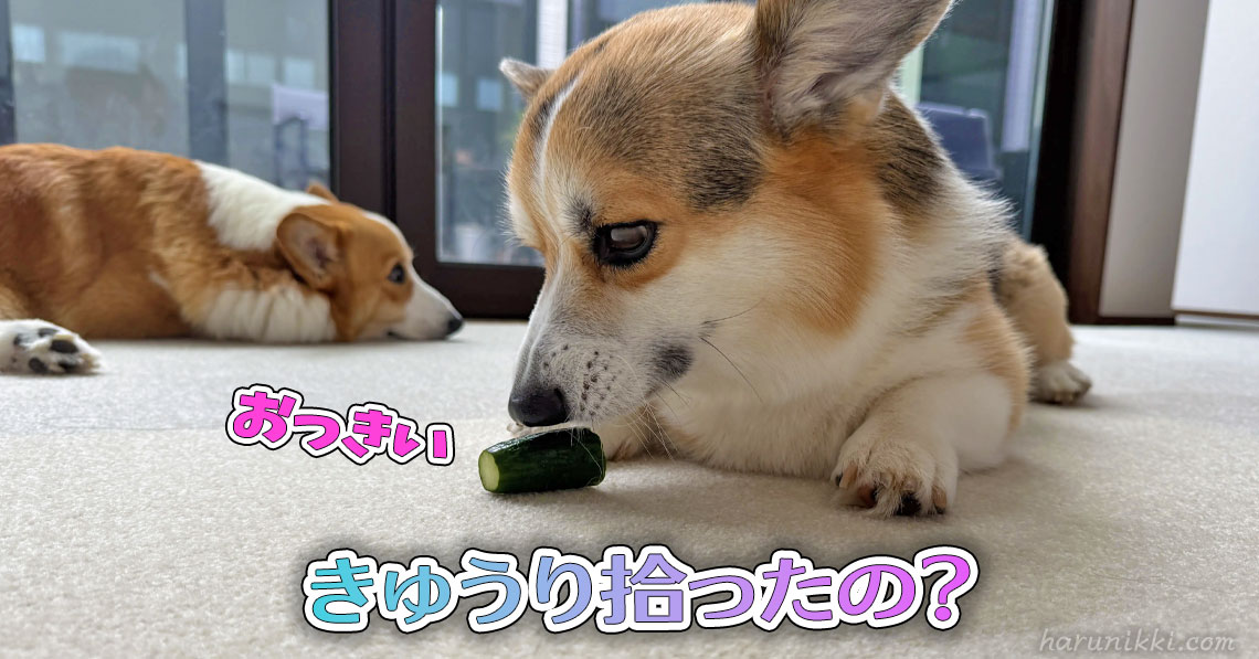きゅうり拾ったの？