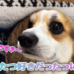 こたつ好きだったっけ？