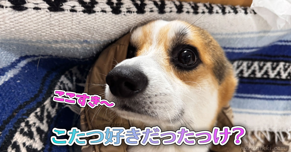 こたつ好きだったっけ？