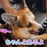 ちゃんとあるよ