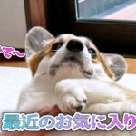 最近のお気に入り
