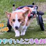 歩きやすいところをお散歩