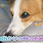 お出かけの時の２ぴき