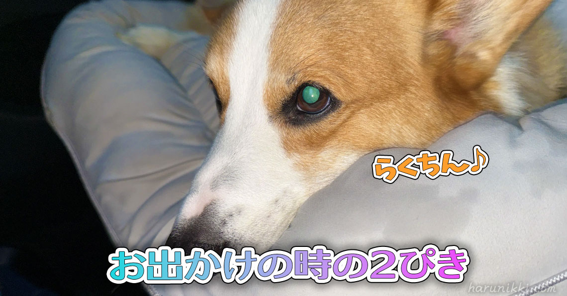 お出かけの時の２ぴき