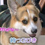 待つ２ぴき