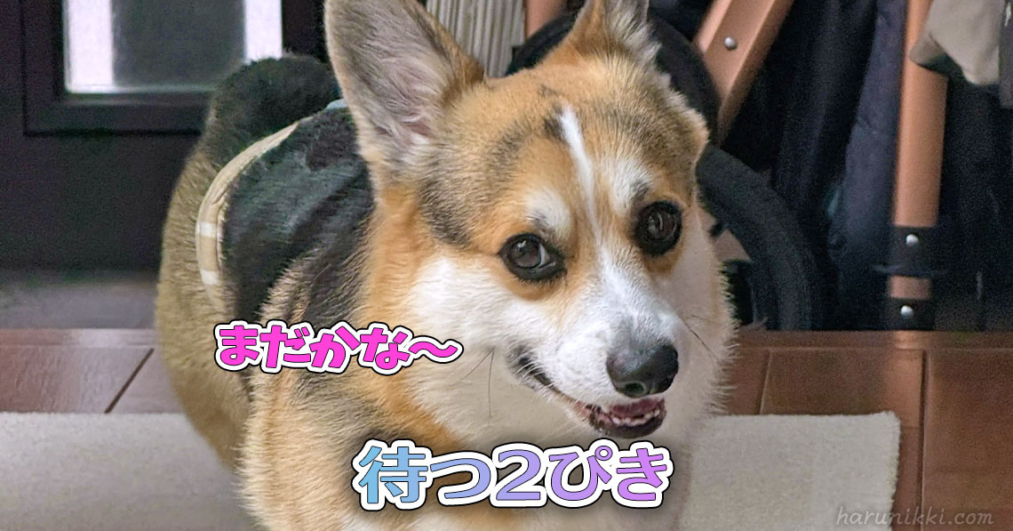待つ２ぴき