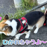 ひかれちゃうよ〜