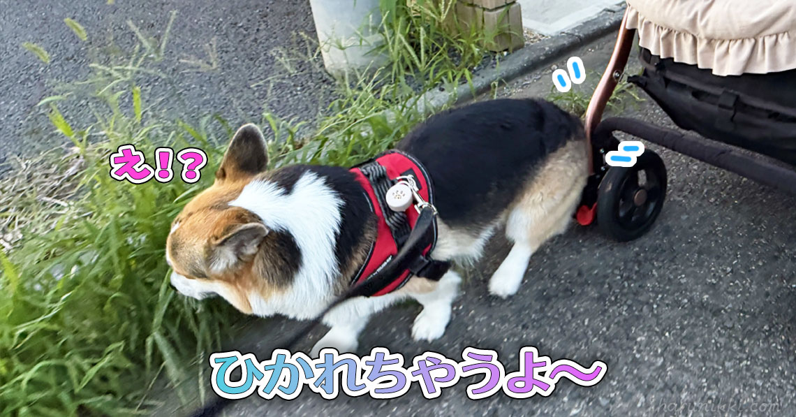 ひかれちゃうよ〜
