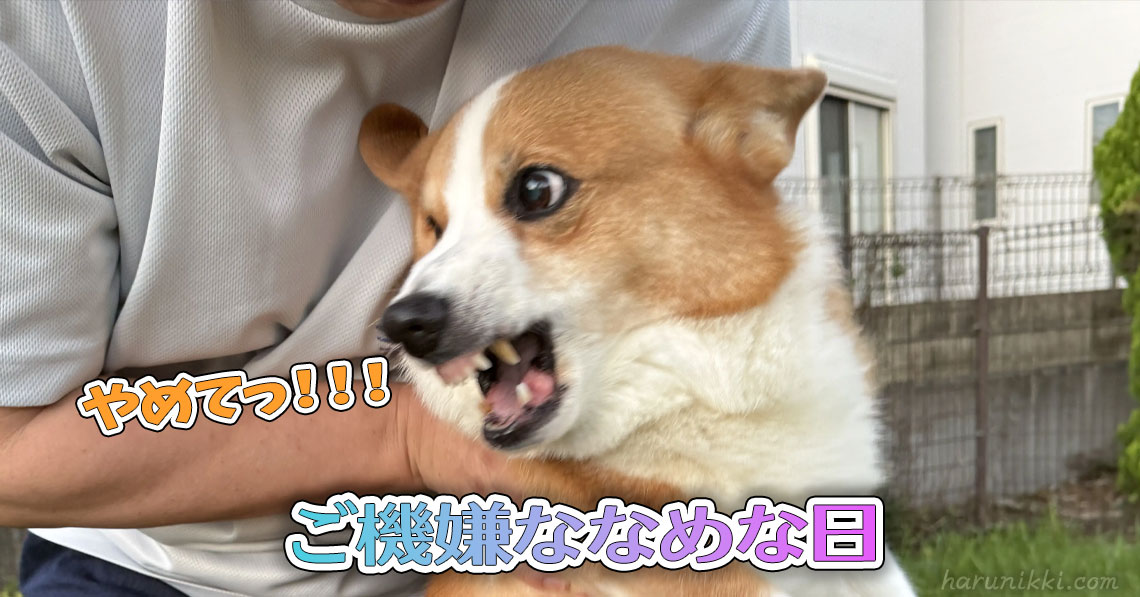 ご機嫌ななめな日