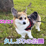 久しぶりの公園