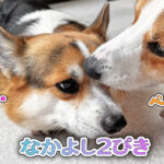 なかよし2ぴき