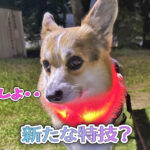 新たな特技？