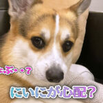 にいにが心配？