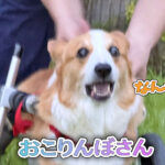 おこりんぼさん