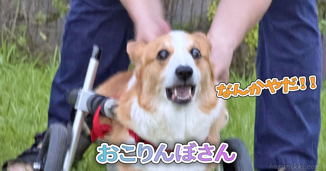 おこりんぼさん
